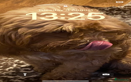 Cockapoo dogs for sale: Adult red cockapoo  - Image 6