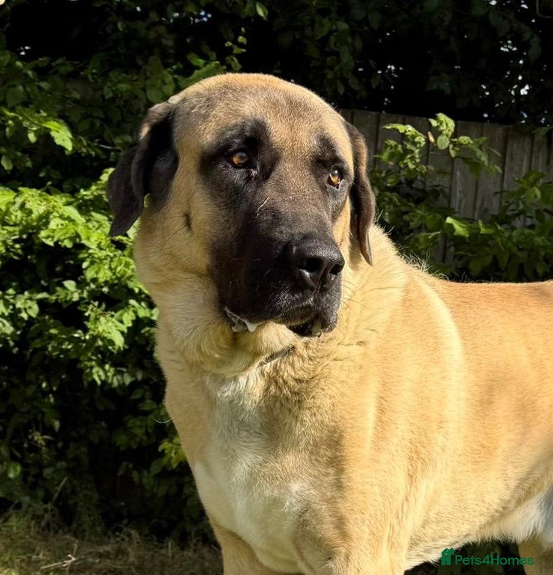 Turkish Kangal dogs for stud: Bruno 'The Kangal King' - Image 2