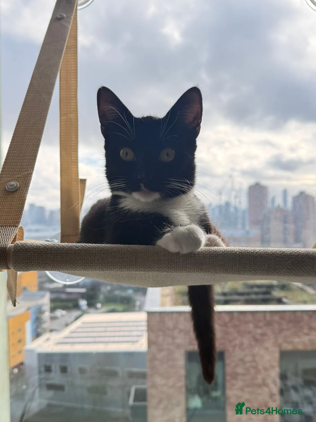 Mixed Breed cats for sale: Two Loving Cats Looking for a New Home in London - Advert 3