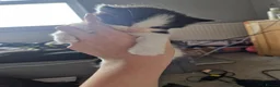 Mixed Breed cats for sale: 5 beautiful kittens  - Advert 18