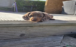 Miniature Dachshund dogs for sale: 3 left mini dachshund BOYS KC READY NOW   - Image 27