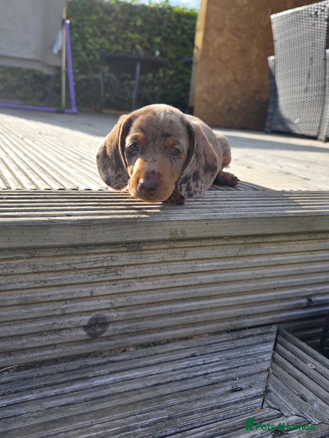 Miniature Dachshund dogs for sale: 3 left mini dachshund BOYS KC READY NOW   - Image 27