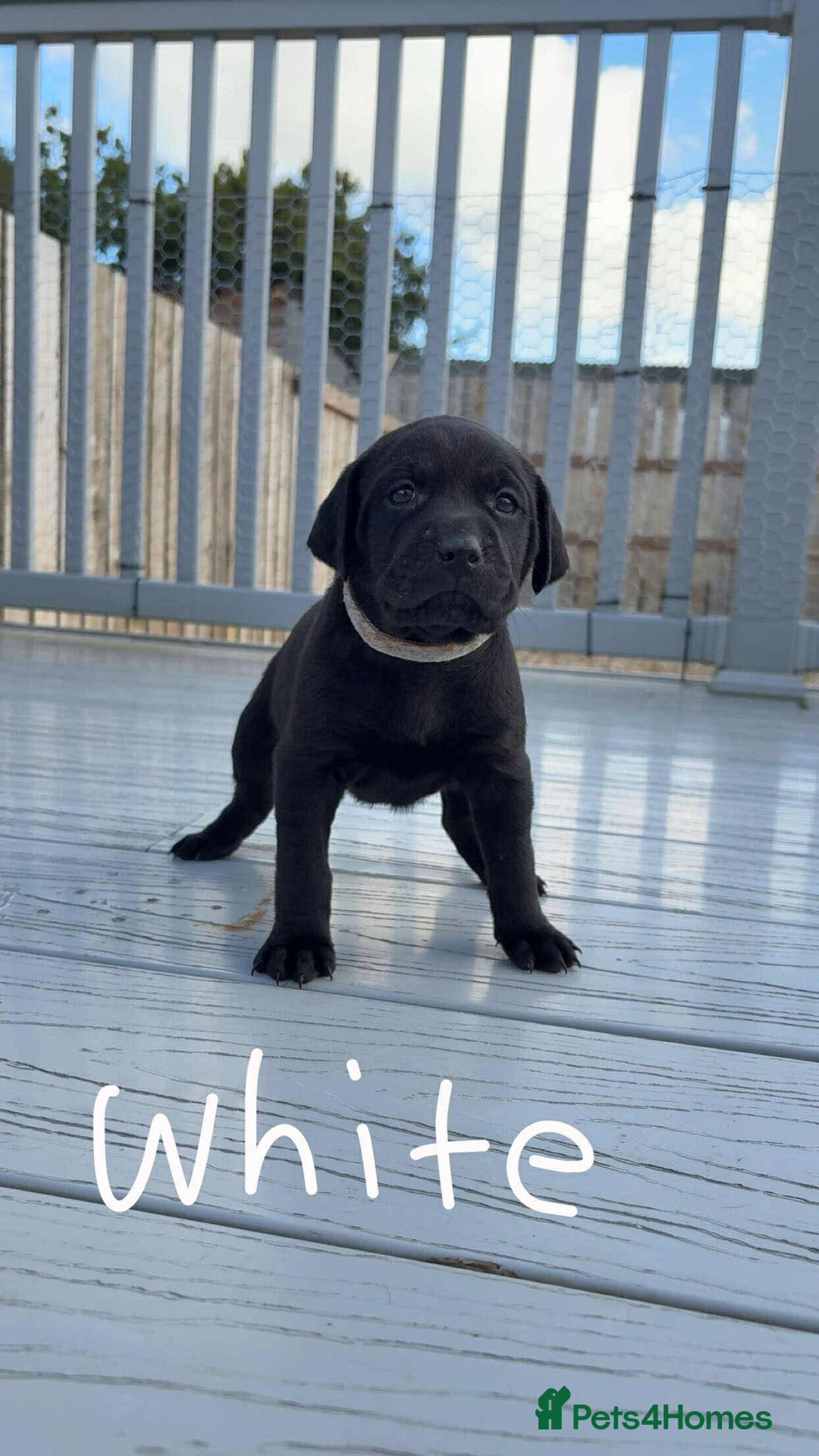 Mixed Breed dogs for sale: Vizsla/rottweiler - Image 4