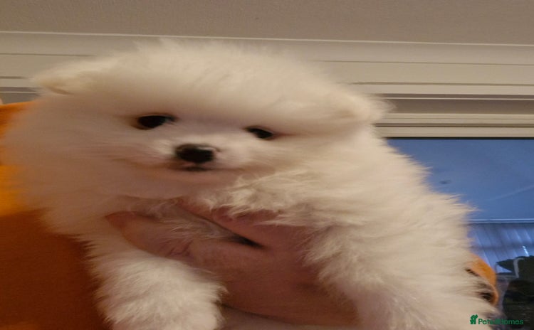 Pomeranian dogs - Advert 11