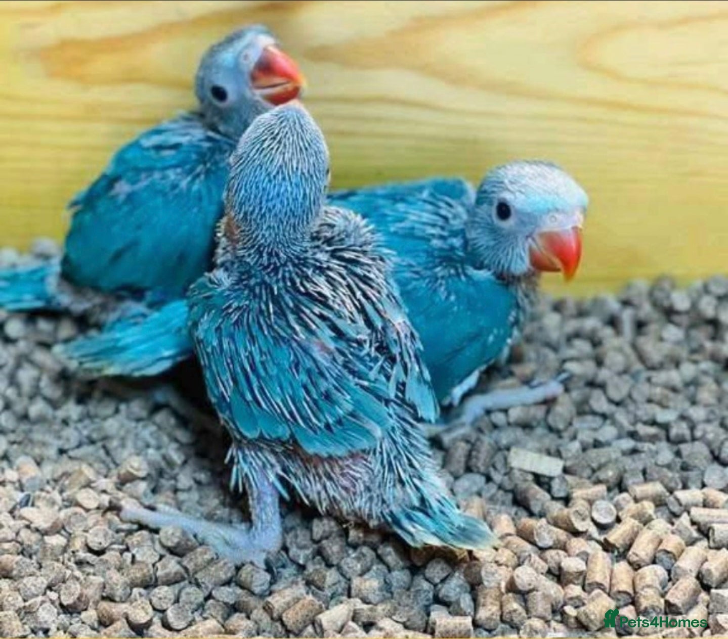 Ringnecks birds WANTED HANDREARED BLUE BABY MALE RINGNECK - Advert 2