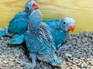 Ringnecks birds WANTED HANDREARED BLUE BABY MALE RINGNECK - Advert 2