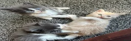 Maine Coon cats for sale: Maine coon kittens  - Advert 6