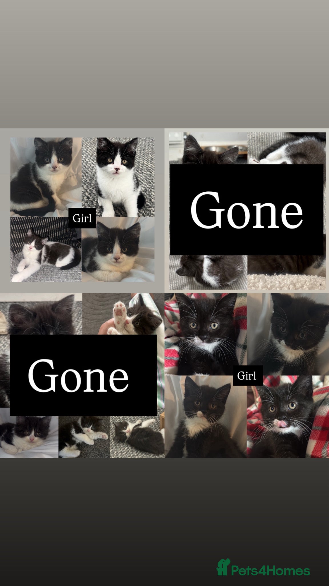 Mixed Breed cats 2 adorable little girls adorable ready now - Advert 16