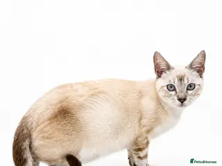 Bengal cats 🐆G6 Pedigree Bengal Kittens | TICA Registered - Advert 4