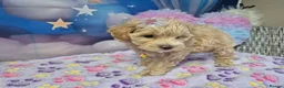 Maltipoo dogs for sale: Stunning Toy F1 Apricot & Cream maltipoo's - Advert 35
