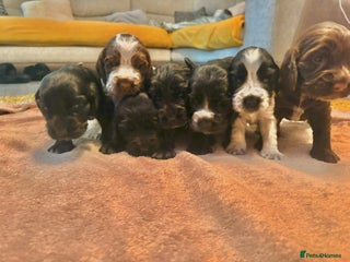 Cocker Spaniel dogs Cocker spaniels - Advert 4
