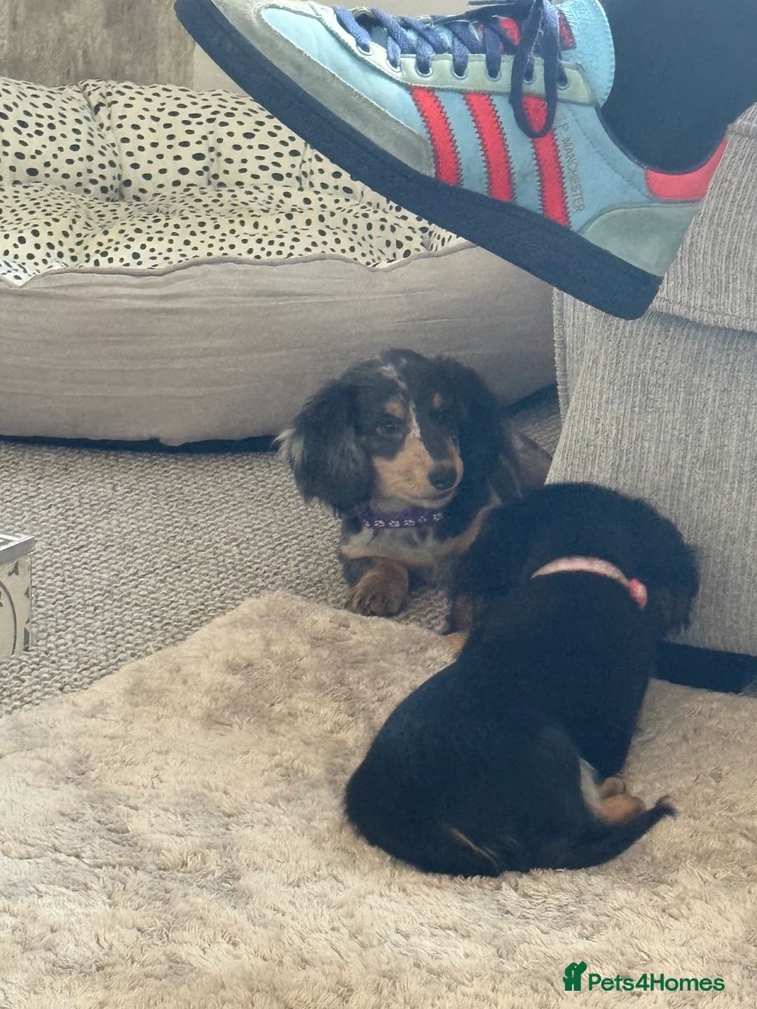 Dachshund dogs for sale: 🐾Beautiful Dachshund Puppies🐾 - Advert 2