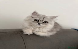 Persian cats for sale: Fluffy kitten white& silver coat girl chinchilla - Image 2