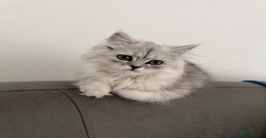 Persian cats - Advert 10