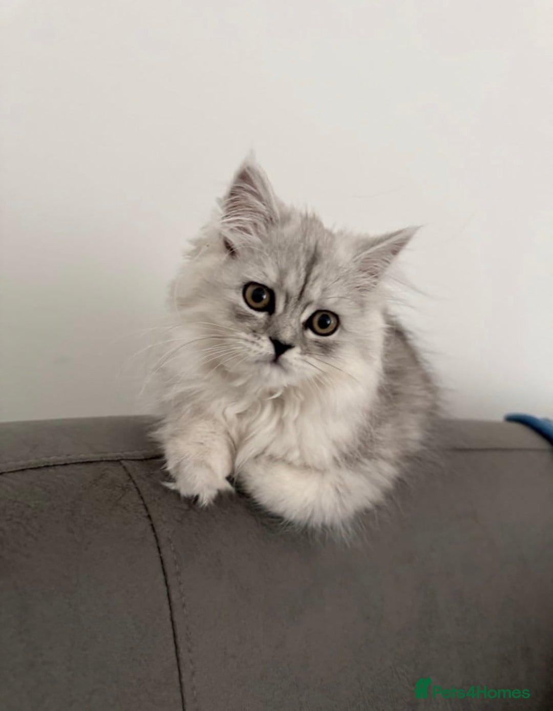 Persian cats for sale: Fluffy kitten white& silver coat girl chinchilla - Image 2