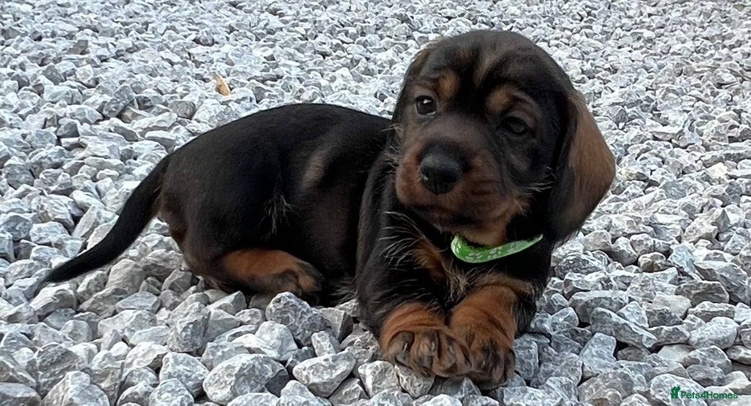 Dachshund dogs for sale: Wire Haired Teckels - Image 7