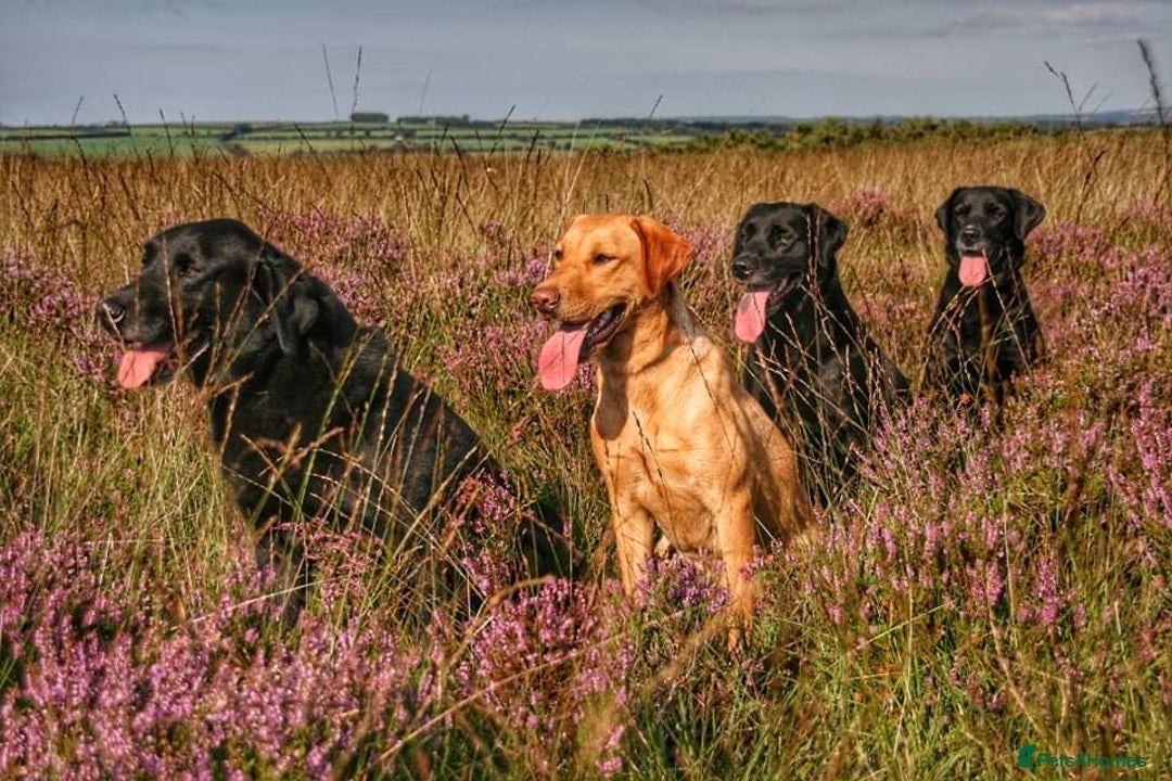 Labrador Retriever dogs for sale: Beautiful black lab dog - Image 4