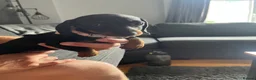 Dachshund dogs for sale: Dachshund puppies - Advert 6