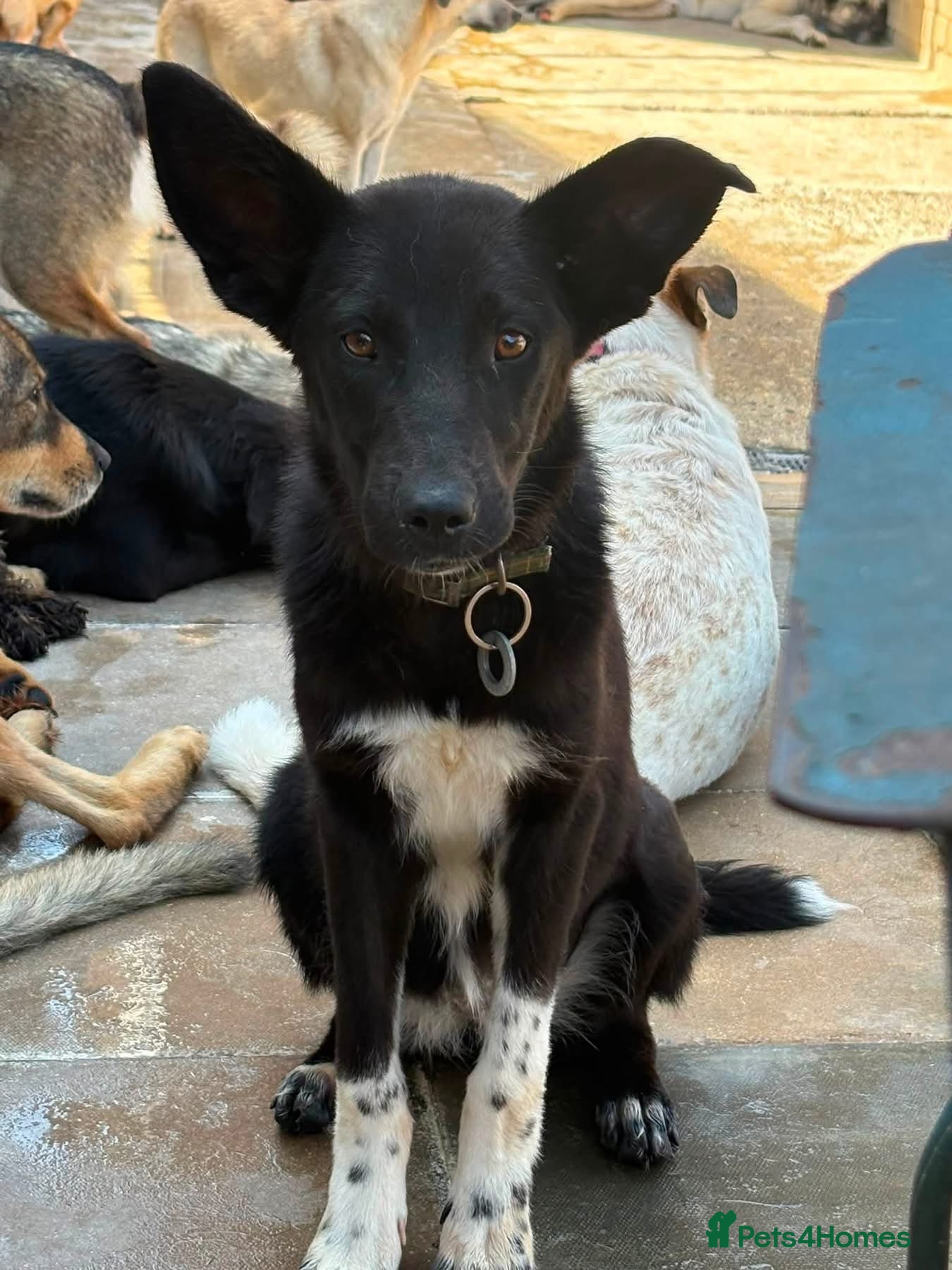 Mixed Breed dogs Zora - Norwich Norfolk  - Advert 1