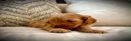 Cockapoo dogs for sale: Rare chocolate and tan pointed cockapoos - Advert 3