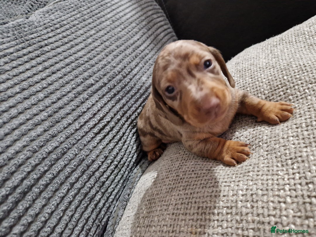 Miniature Dachshund dogs for sale: Miniature Smooth Haired Dachshund  - Advert 2