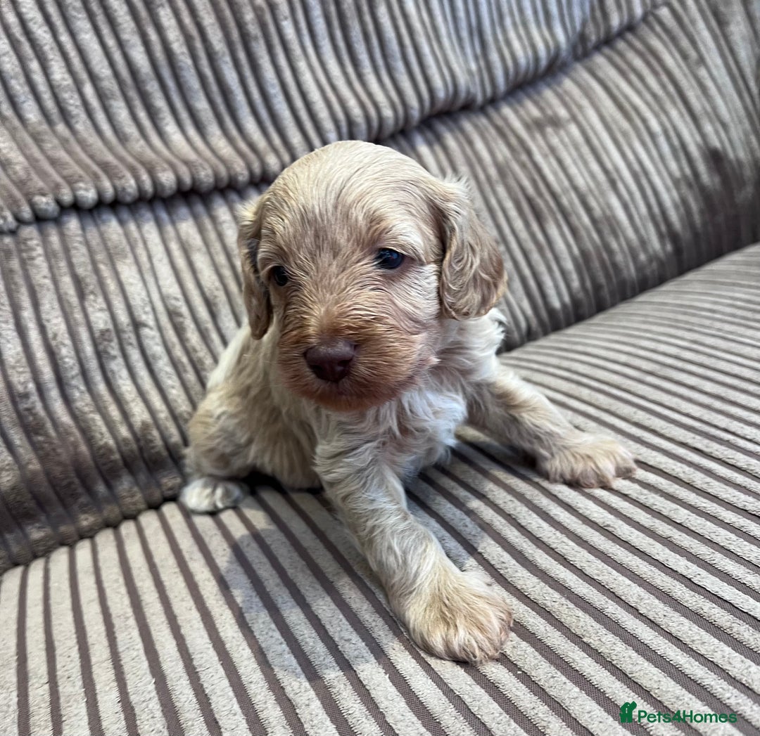 Cockapoo dogs for sale: F1B Cockapoo Puppies - Image 29