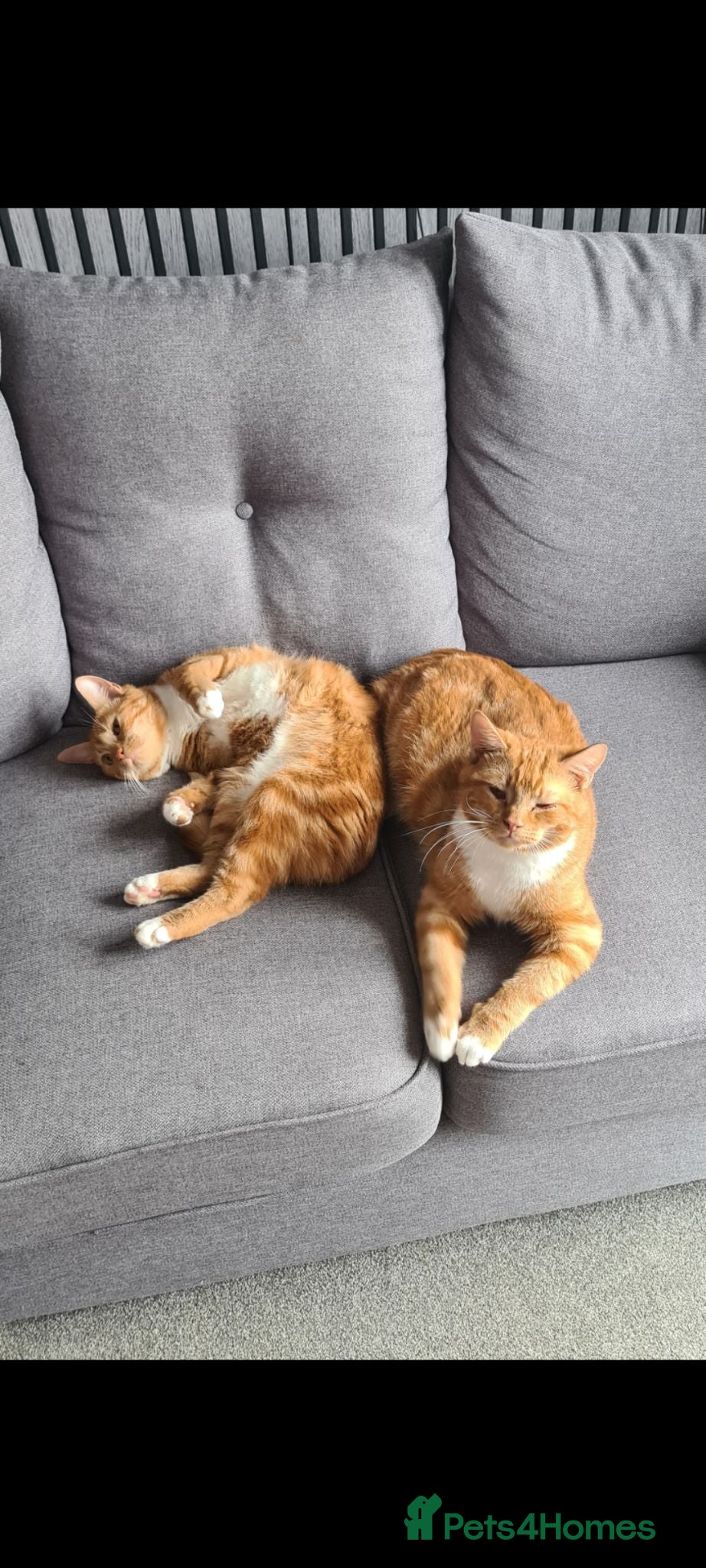 British Shorthair cats 2 year old ginger cats  - Advert 1