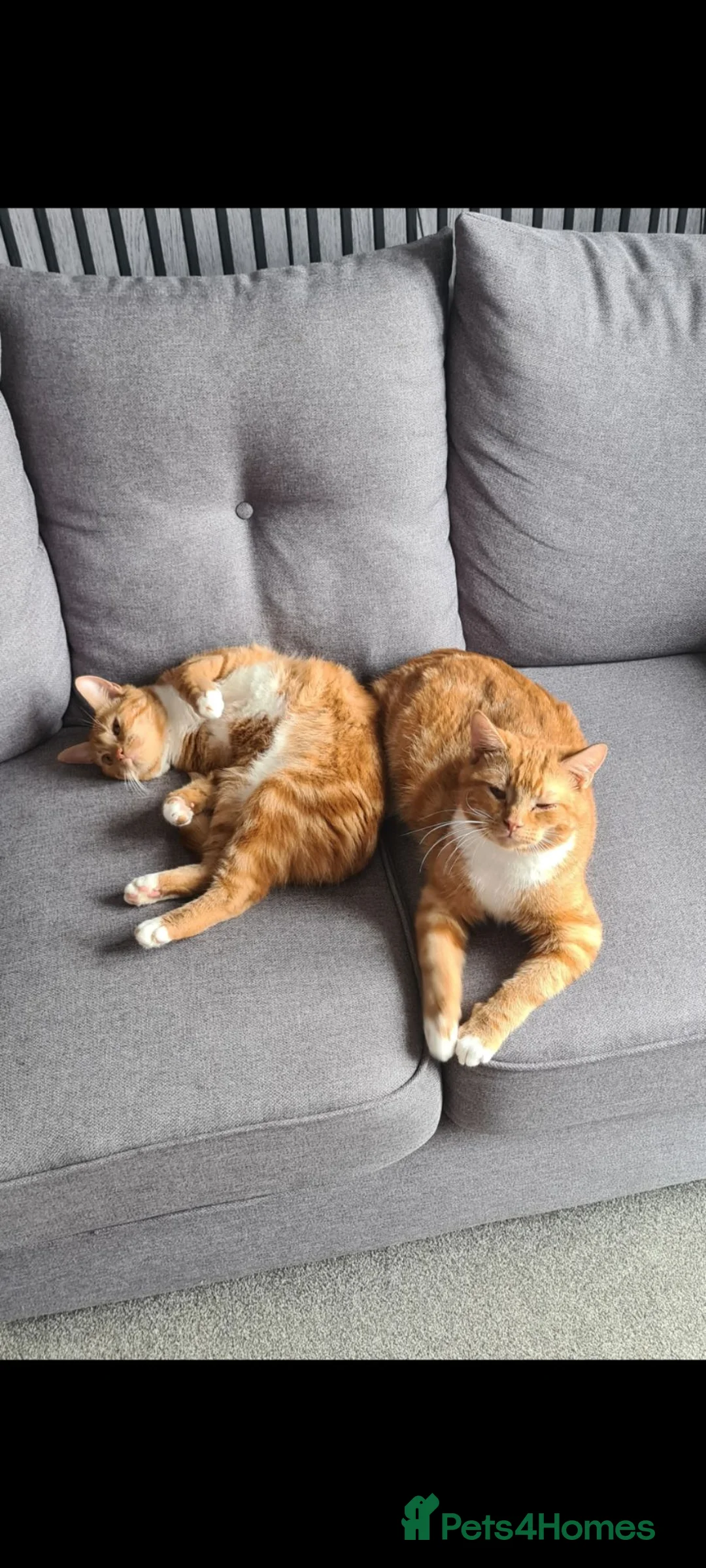 British Shorthair cats for sale: 2 year old ginger cats  in Daventry - Advert 1