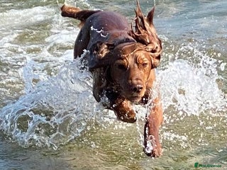 Cocker Spaniel dogs in Haddington - Advert 21