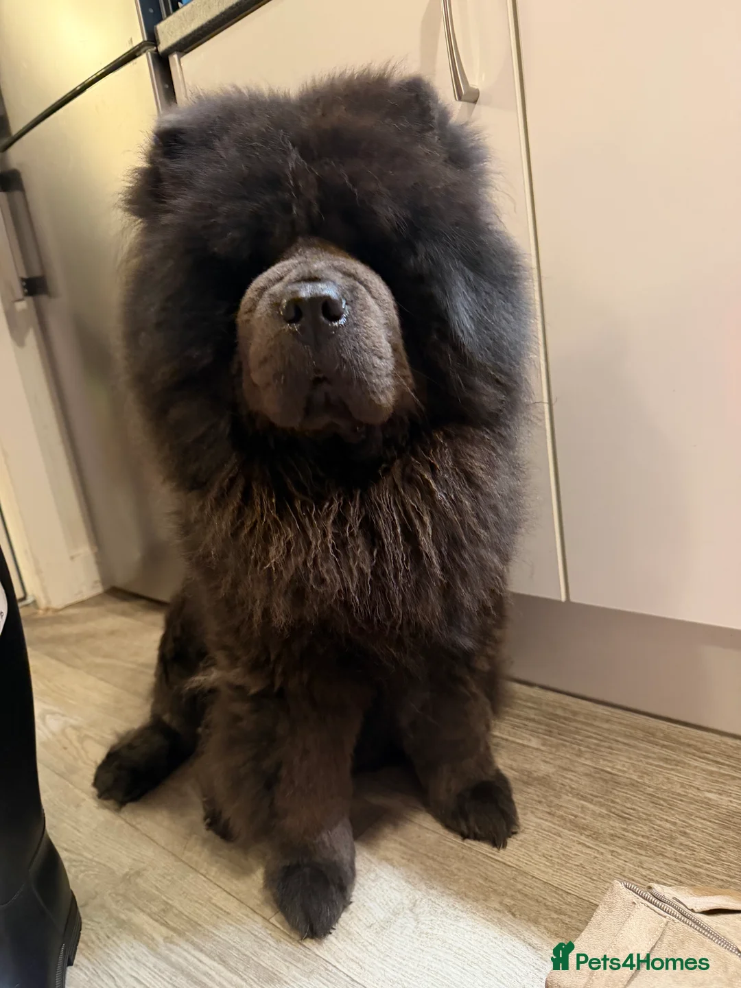 Chow Chow dogs for stud: Blue KC registered Teddy Bear Max open for Stud  - Advert 2