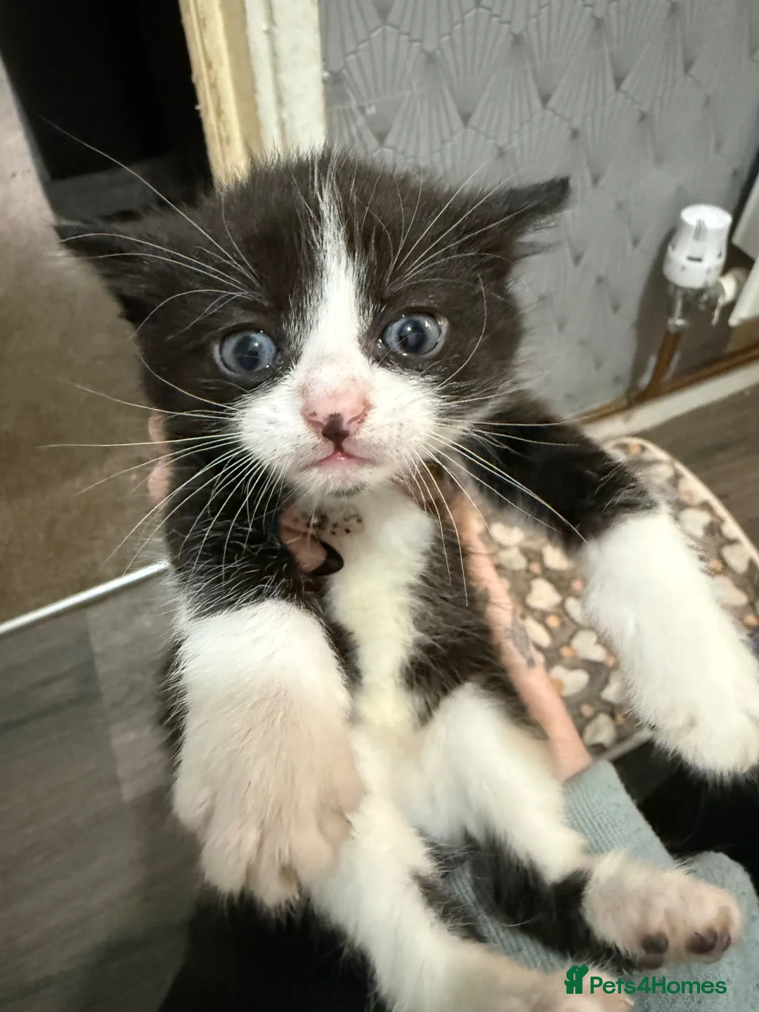 Mixed Breed cats for sale: Two kittens for sale  - Advert 10