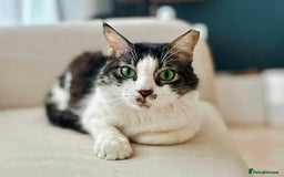 Mixed Breed cats for adoption: Meet Charli - Image 10