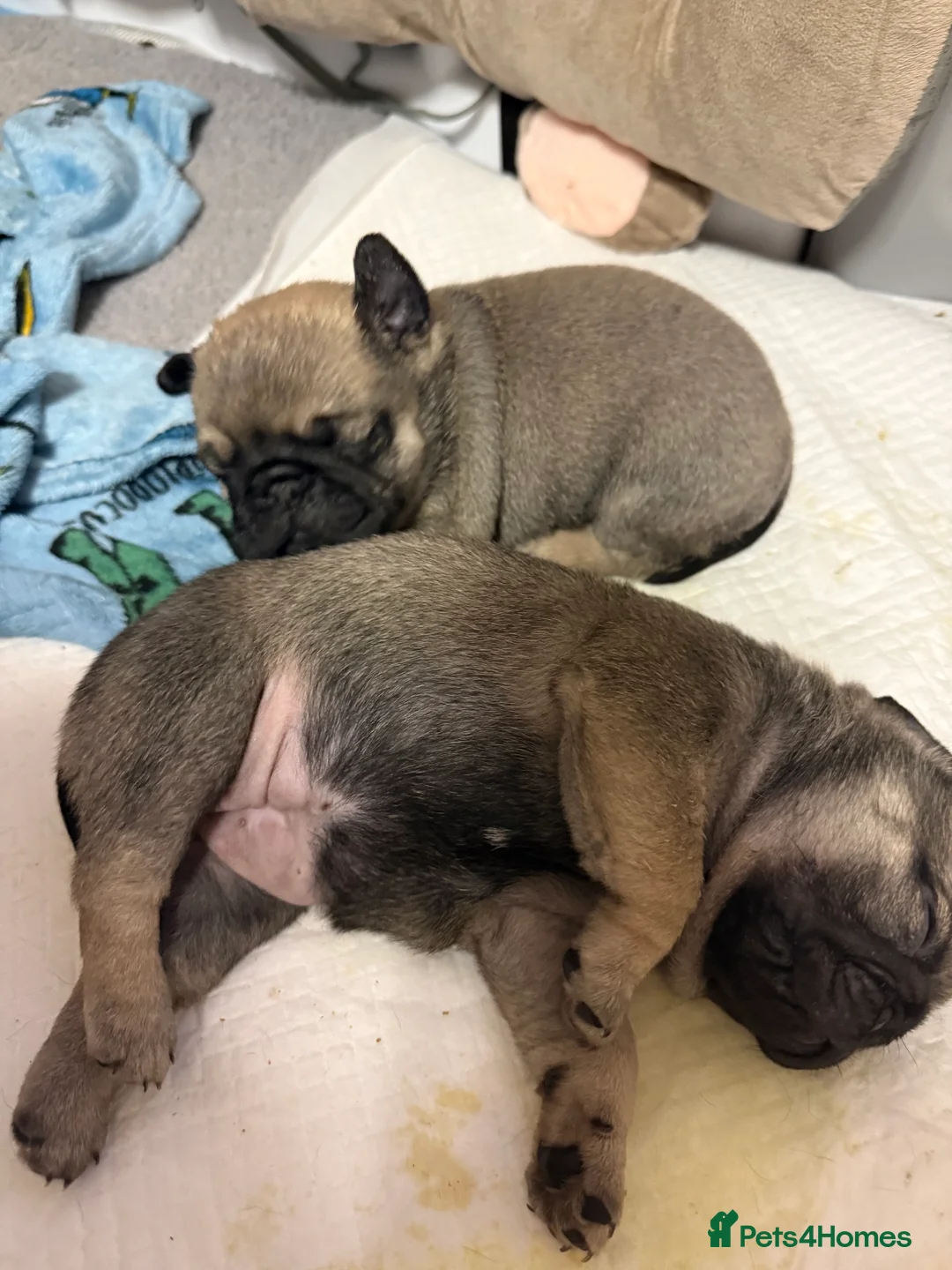 Pug dogs for sale: Pug puppies for sale  - Advert 6