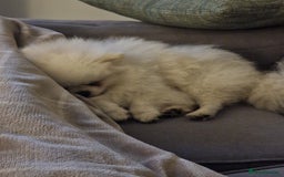 Pomeranian dogs for stud: Russian white stud (Monti muffins) - Image 4