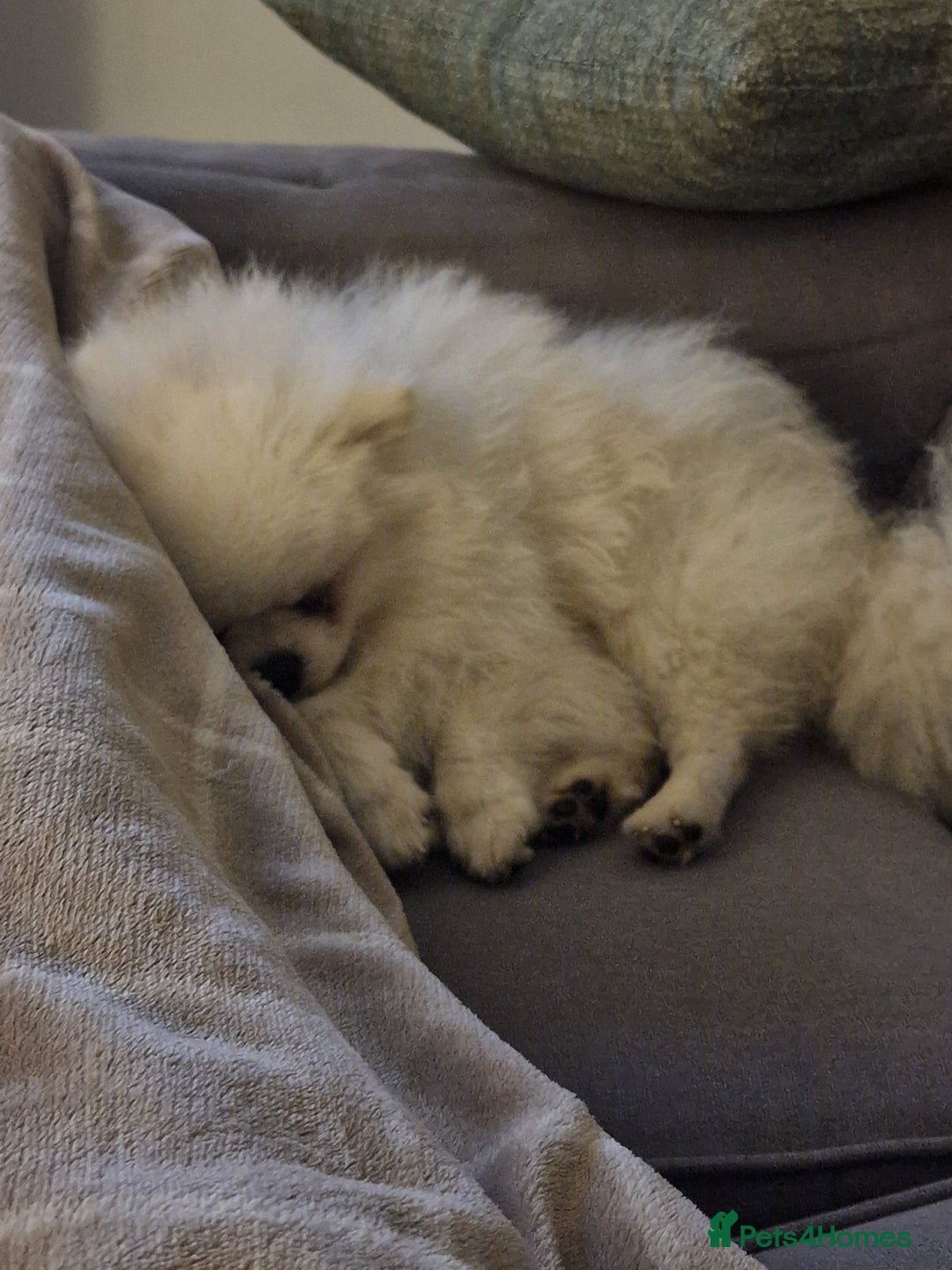 Pomeranian dogs for stud: Russian white stud (Monti muffins) - Image 4