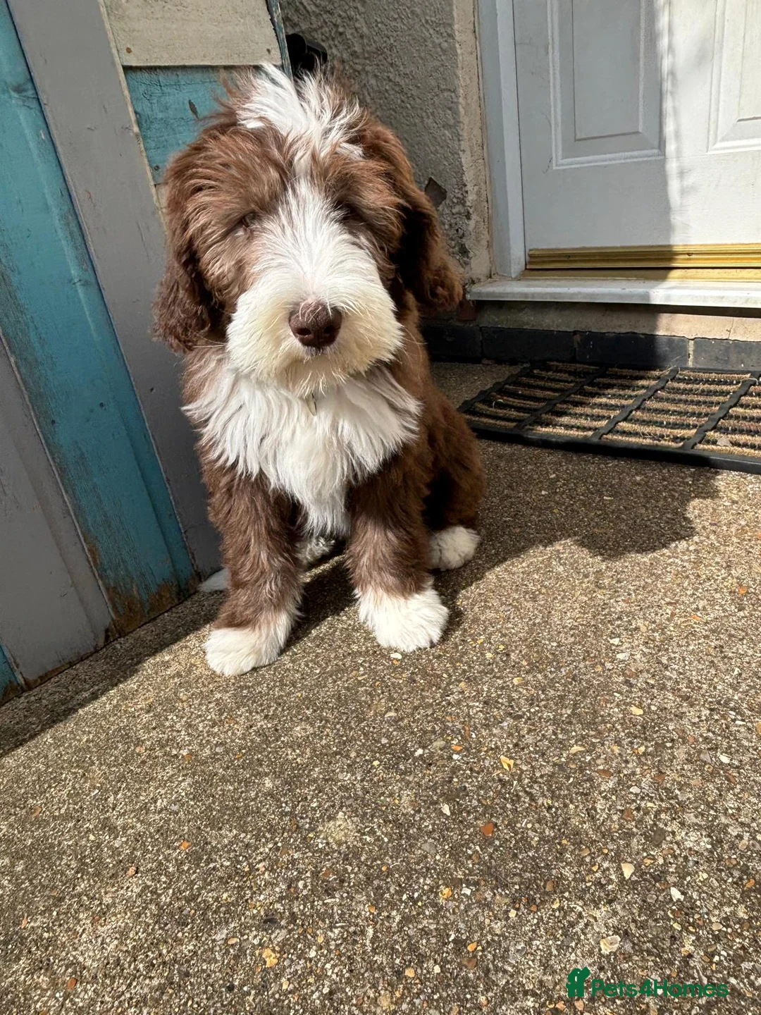 Bearded Collie dogs for sale: Bearded collie  - Advert 1