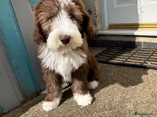 Bearded Collie dogs Bearded collie - Advert 5