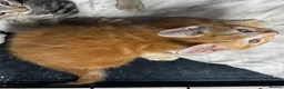 Mixed Breed cats for sale: Cute kittens for sale KT4 in Worcester Park - Advert 21