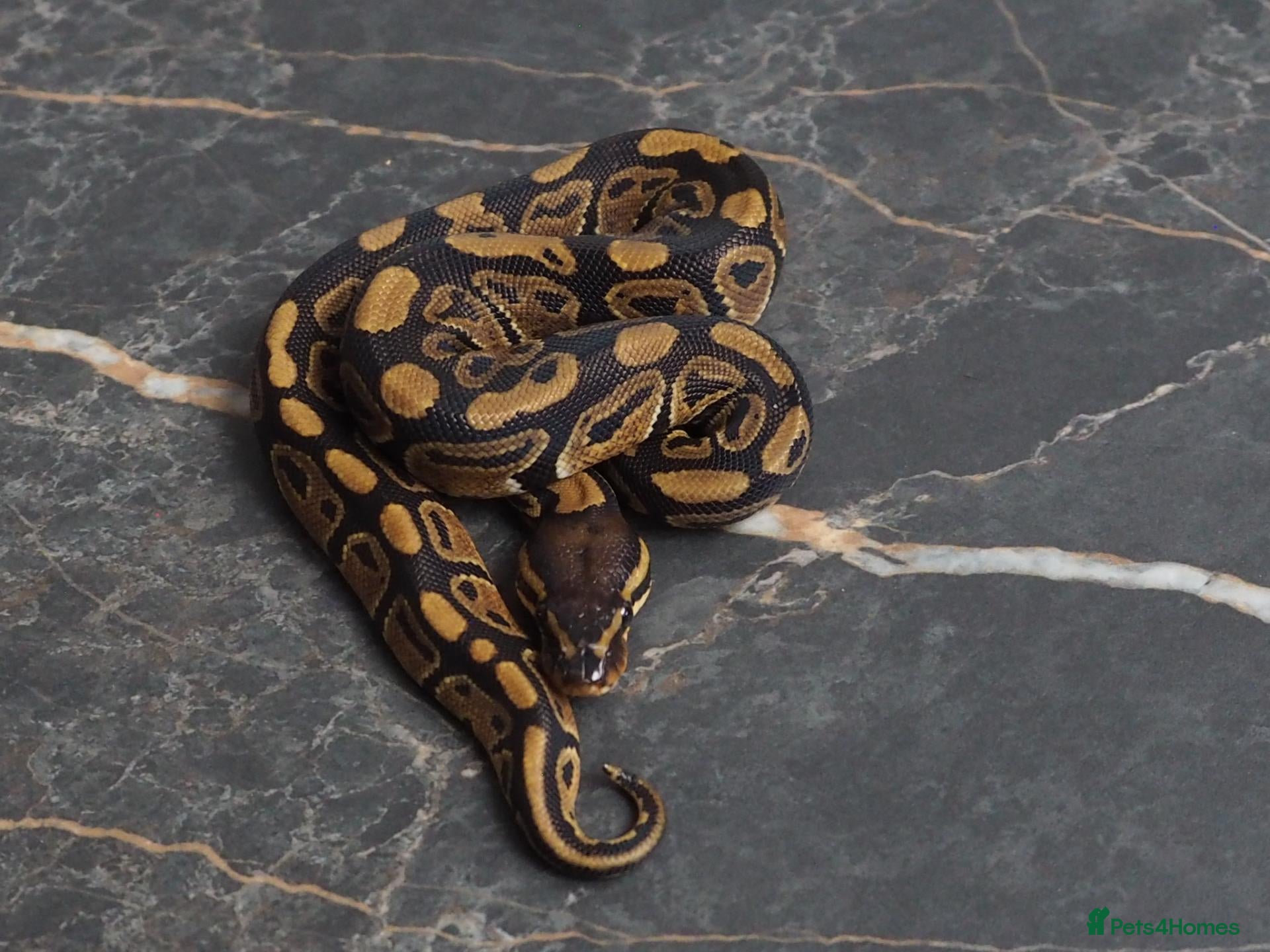 Python Snake reptiles Ball python  - Advert 2