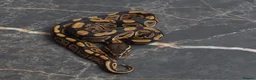 Python Snake reptiles for sale: Ball python  in Gosport - Advert 2