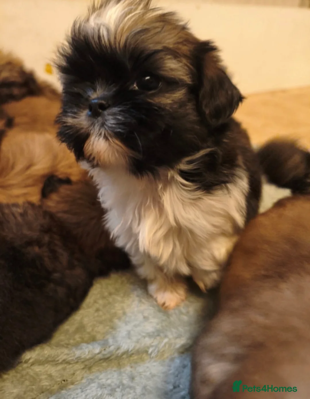 Shih Tzu dogs for sale: Shih Tzu Puppies in Castleford - Advert 1