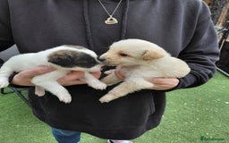 Jackapoo dogs for sale: Stunning Litter F1 JACKAPOO + Big Puppy Pack  - Image 1