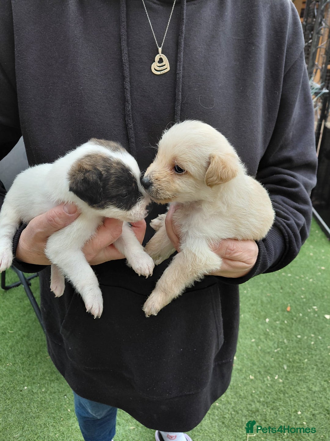 Jackapoo dogs for sale: Stunning Litter F1 JACKAPOO + Big Puppy Pack  - Image 1
