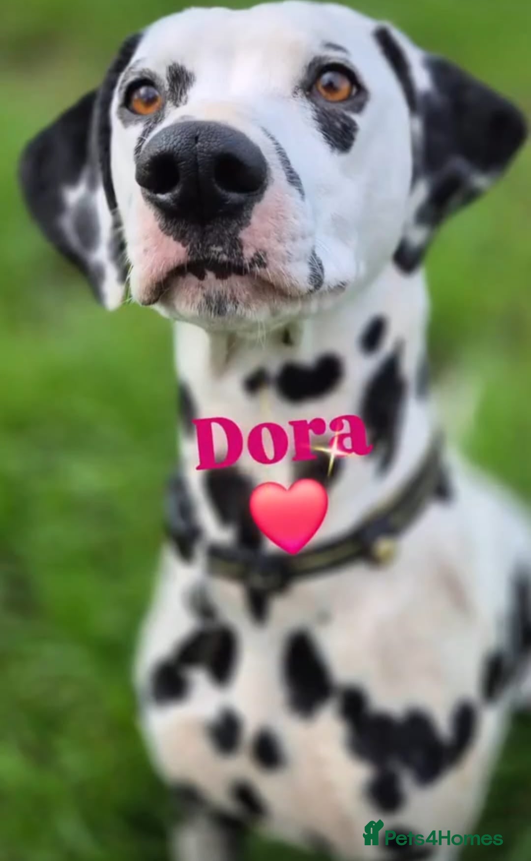 Dalmatian dogs for sale: Ready now - Champion Boys in the making!! - Advert 1