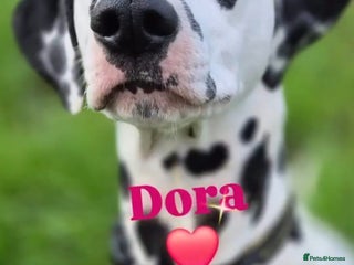 Dalmatian dogs The Secret is Out! Champion Boys in the making!! - Advert 1