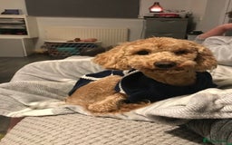 Cavapoo dogs for sale: Cavapoo Puppies for Sale - Image 6