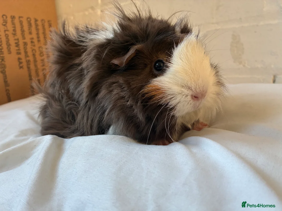 Guinea Pig rodents for sale: Free Female Guinea pigs  - Advert 2
