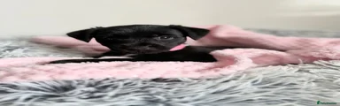 Patterdale Terrier 5