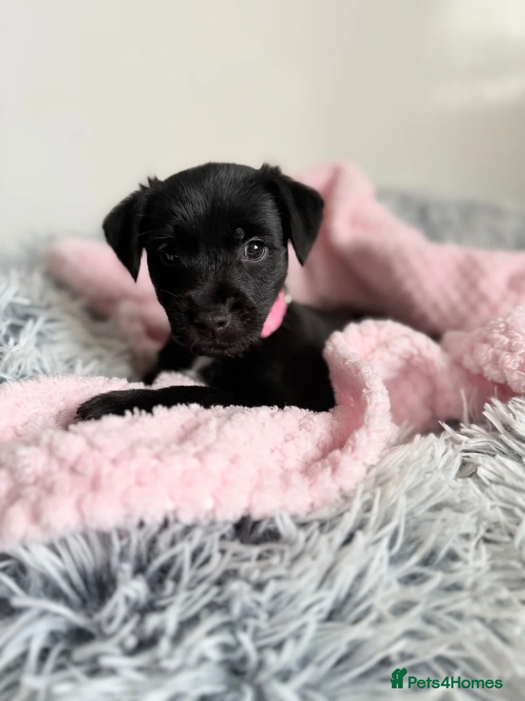 Patterdale Terrier dogs for sale: Patterdale puppies  - Advert 2