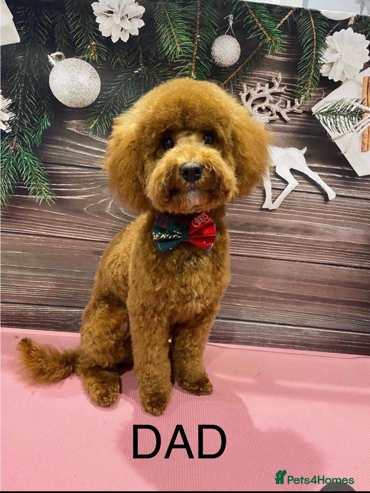 Maltipoo dogs Maltipoo’s  - Advert 2